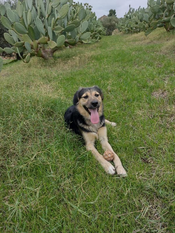 Ciao a tutti da Remì.! Splendido Simil Pastore di 9 mesi (Catania) Foto 8